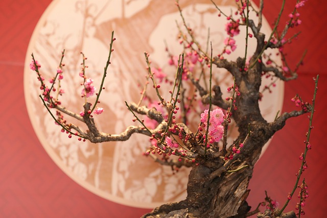 盆景梅花