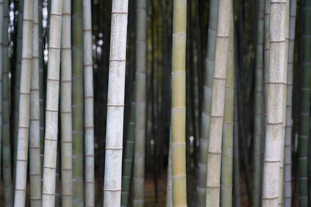 竹林植物绿林