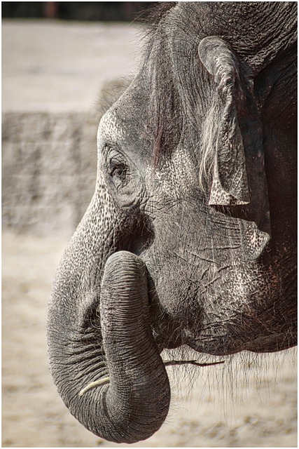 大象皮肤褶皱大部落
