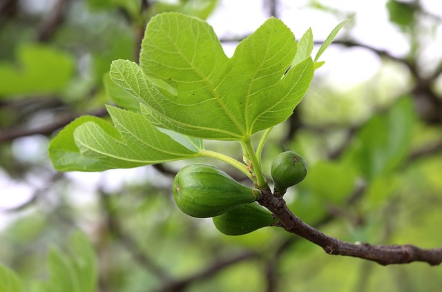 无花果无花果叶枝天然果实