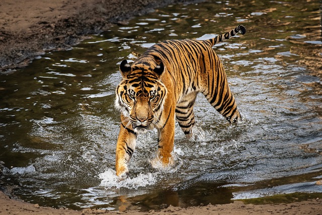虎、猫、水、野兽