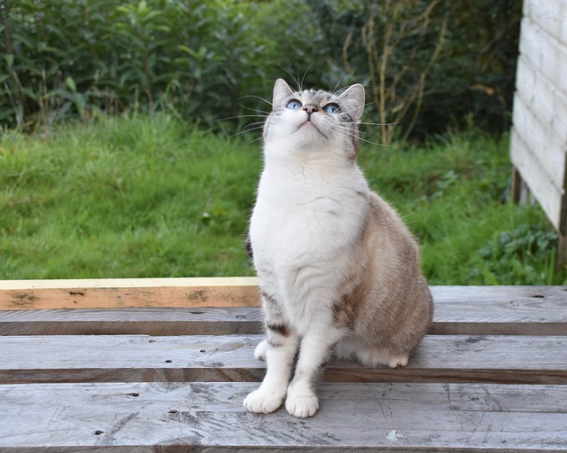 猫胡同猫欧洲猫