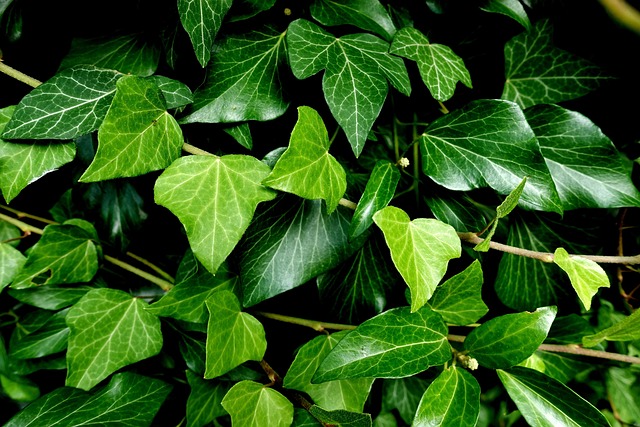 常春藤攀缘植物园