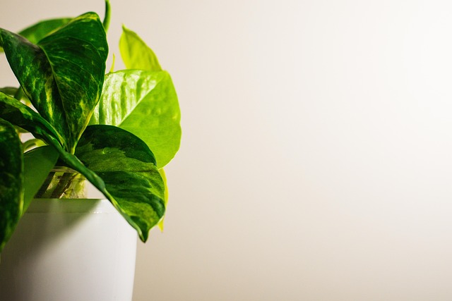植物叶子盆栽室内植物