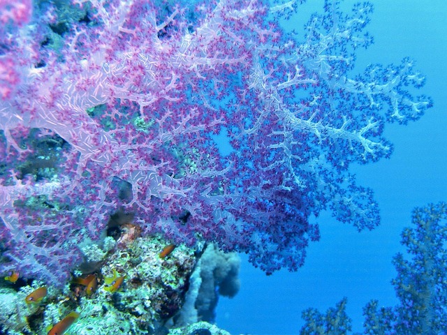 水下珊瑚红海色
