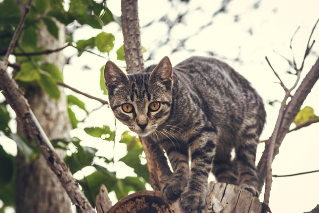 猫虎斑猫树枝树宠物