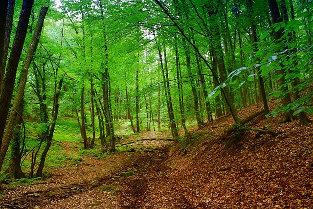 森林自然树木泥土树叶