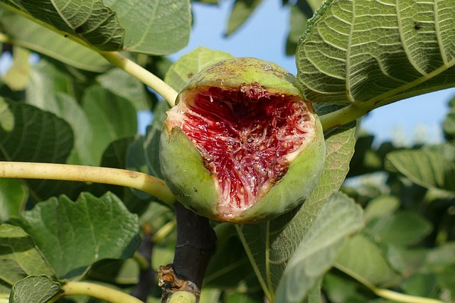 无花果成熟水果食品