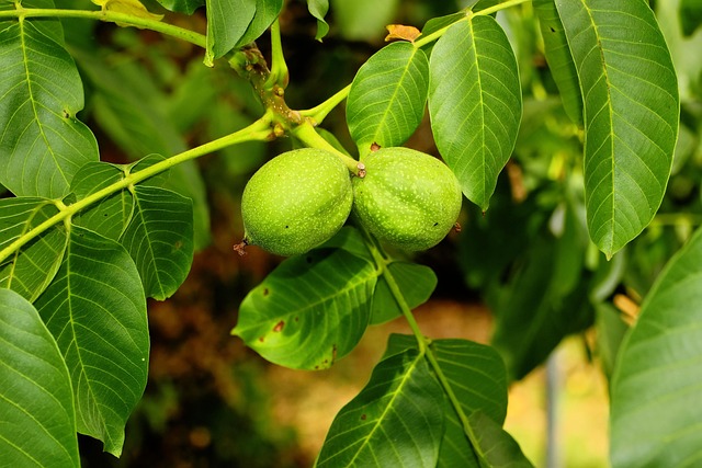 核桃树果实绿夏