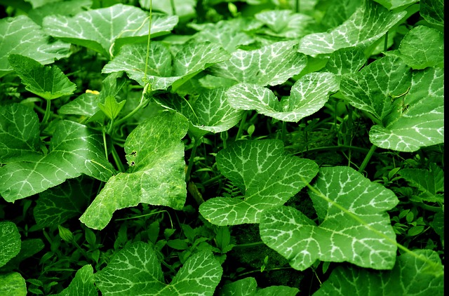 叶子叶子植物群自然植物