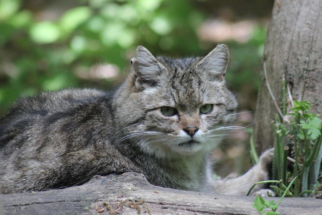 动物家猫哺乳动物
