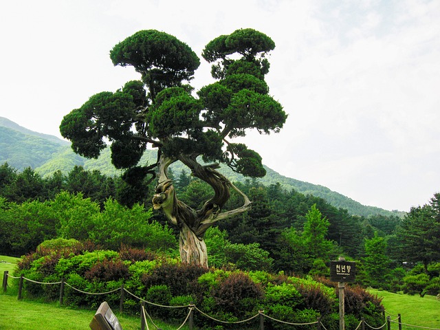 树花园植物园