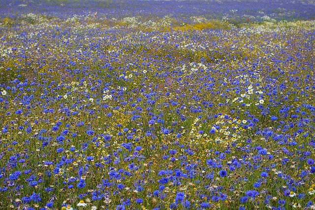 矢车菊夏季矢车菊田