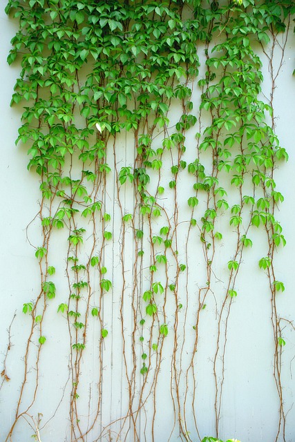 蔓藤植物绿叶