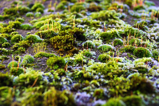 苔藓林地板绿嫩