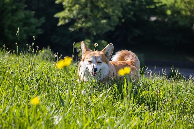 狗柯基犬宠物犬科动物皮毛