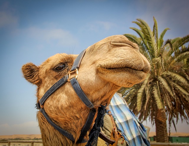 骆驼纳米比亚沙漠纳米比亚