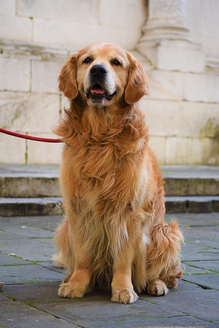 狗宠物动物家养狗犬科动物