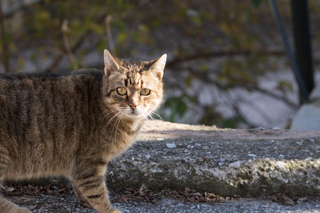 猫小猫猫虎斑猫灰色虎斑猫