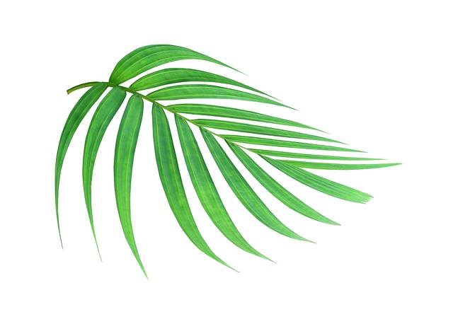 热带绿色棕榈叶