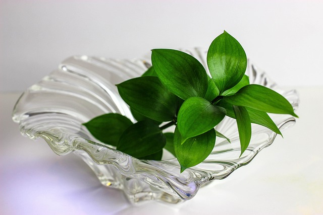 叶晶基植物绿色
