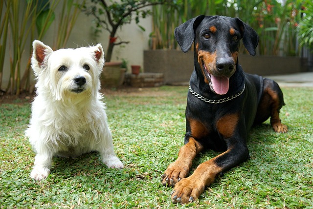 狗宠物犬类动物腊肠犬