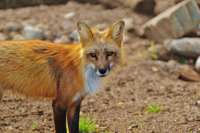 狐狸野生动物捕食者野生动物