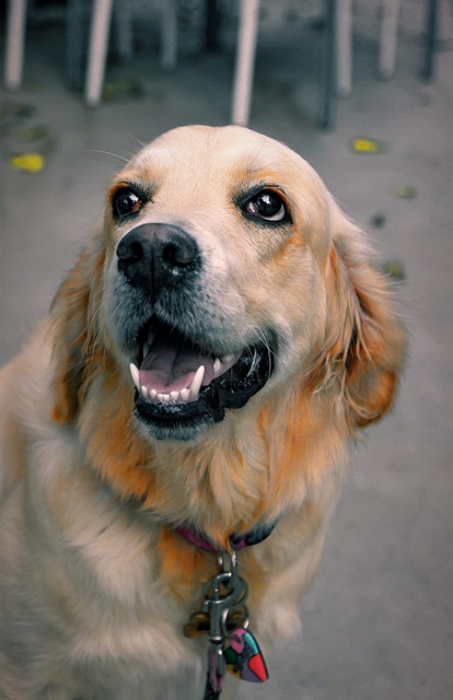 金毛寻回犬宠物犬
