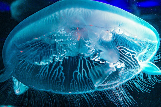 水母蓝水母水下