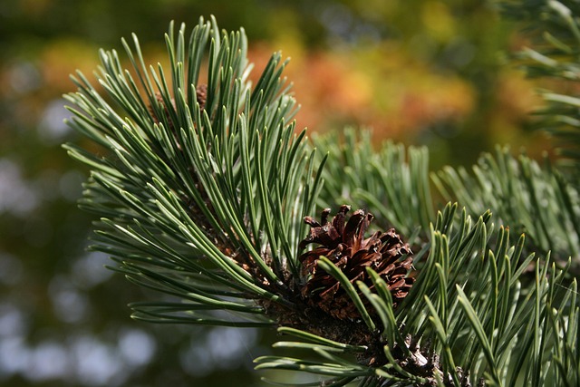 颚针叶树枝松针