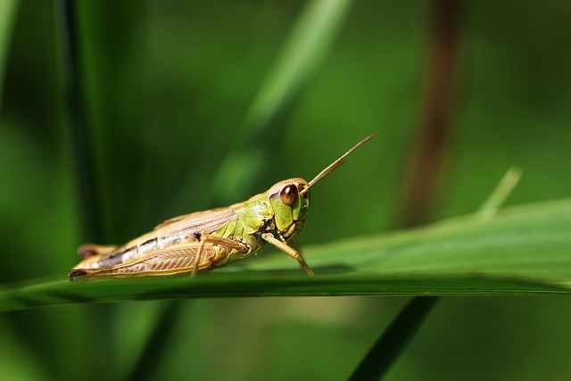 昆虫蚱蜢昆虫学