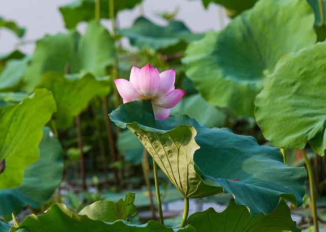 莲花粉红色的花
