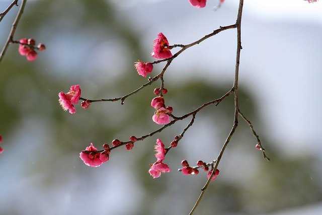 粉色花朵杏花