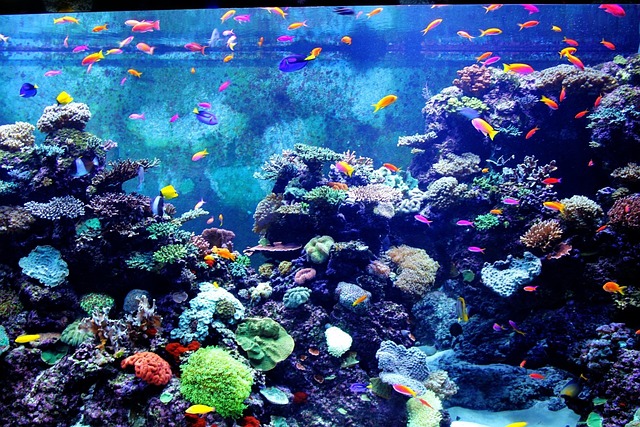 色彩斑斓的水族馆鱼类