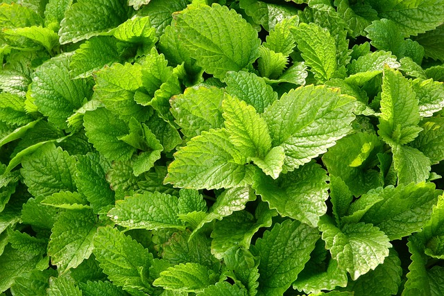 柠檬香膏