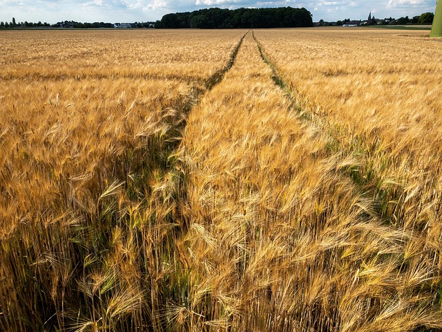 农田粮食农业夏季