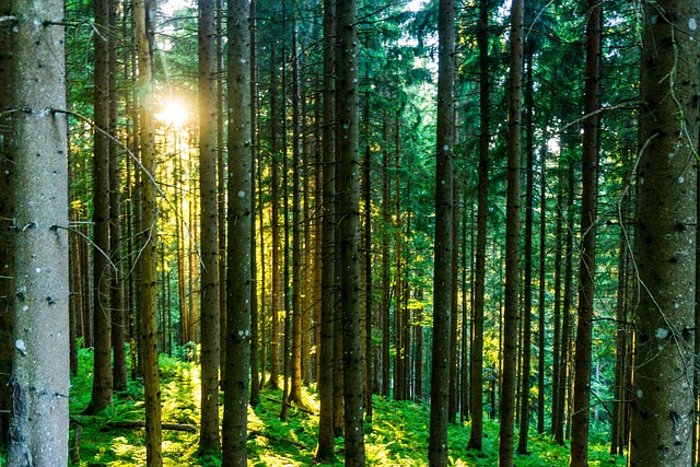 森林阳光自然光荫