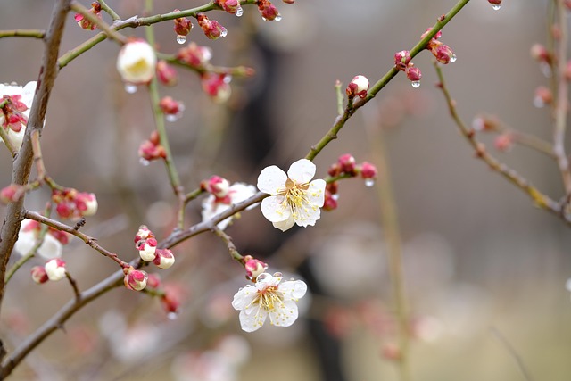 梅花枝