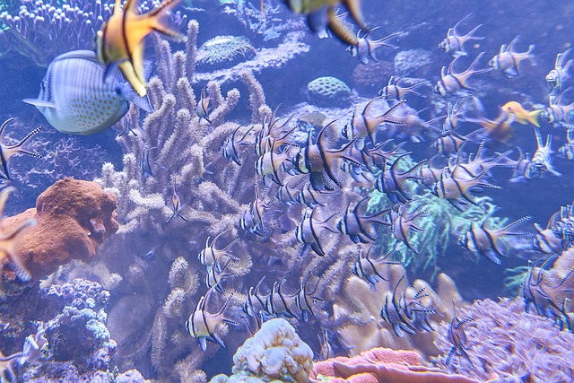 水族馆鱼类水下世界