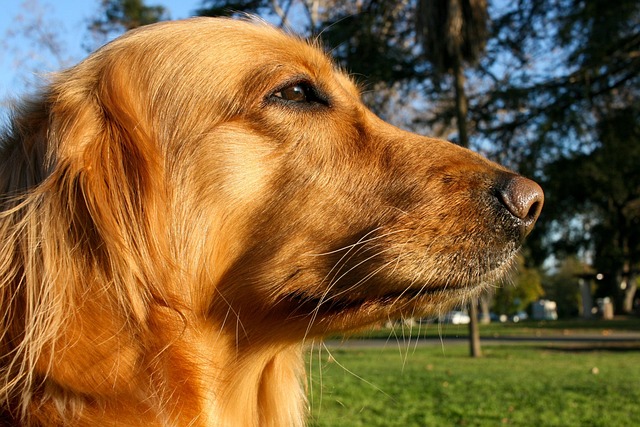 狗金毛寻回犬宠物动物