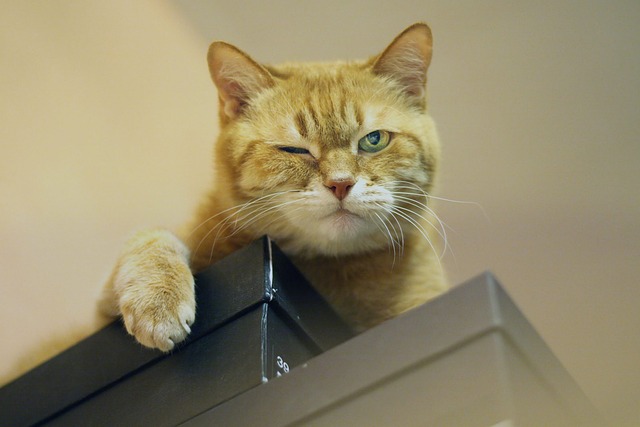 猫红猫小猫可爱的皮毛梦想