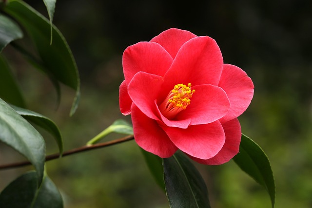 山茶花鹰红