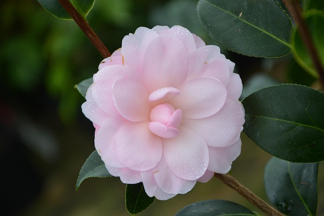 花淡粉色