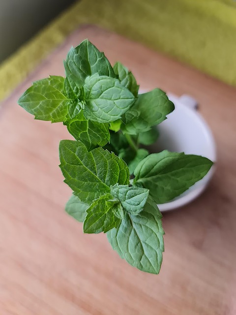 薄荷草本植物