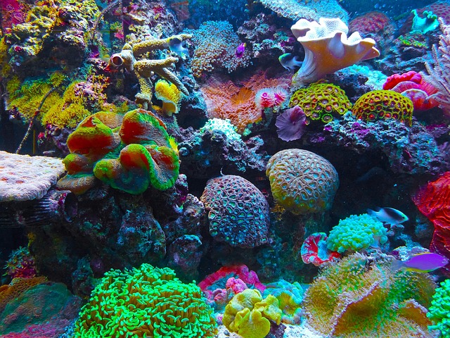 珊瑚礁海