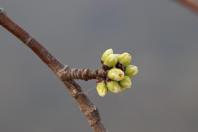 梅花花蕾枝
