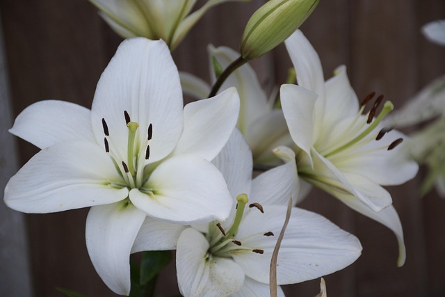 百合花