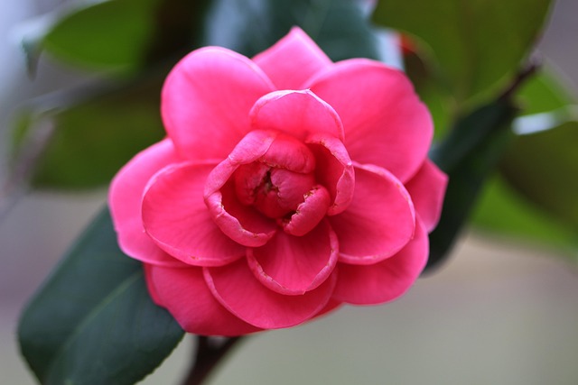 日本山茶花植物