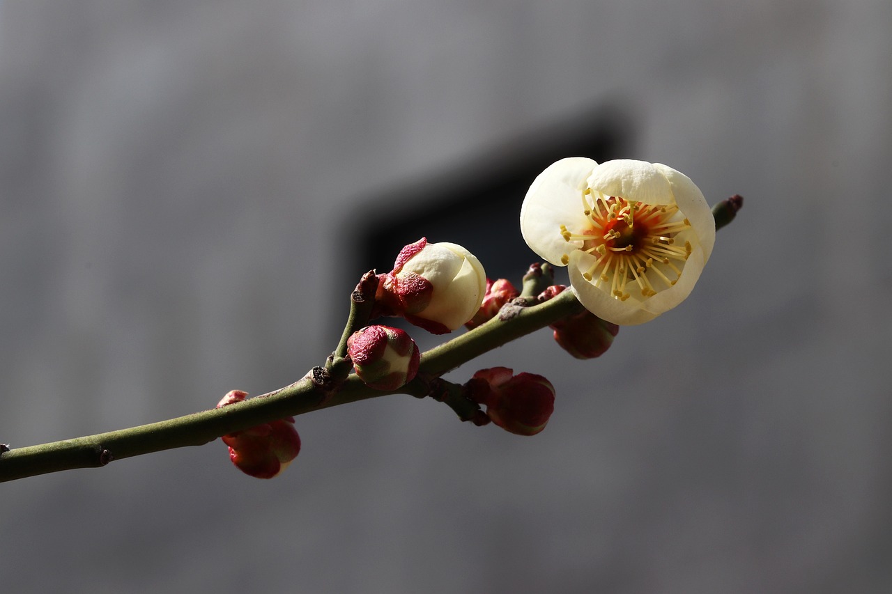 春花自然花