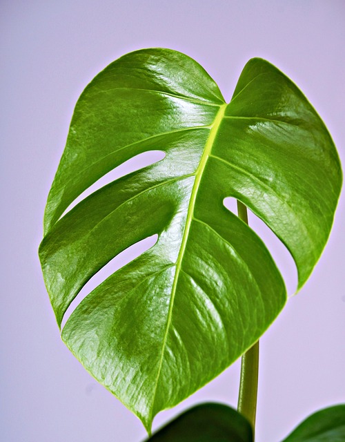单翅目植物室内生长